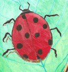 Ladybug by Rebecca Bender